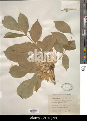 Fraxinus latifolia Benth Fraxinus latifolia Benth. Stockfoto