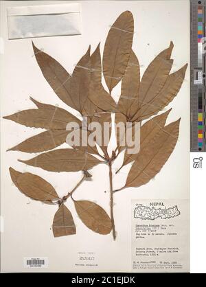 Osmanthus fragrans Osmanthus fragrans. Stockfoto