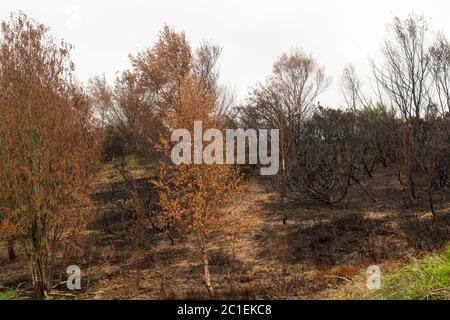 Ein großer Teil der Heide auf Waldridge fiel im Mai 2020 durch einen Waldbrand in der Nähe von Chester-le-Street, Co. Durham, England, Großbritannien, beschädigt Stockfoto