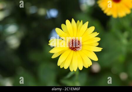 Gelbe Arnikablüte isoliert in einem verschwommenen Hintergrund. Stockfoto