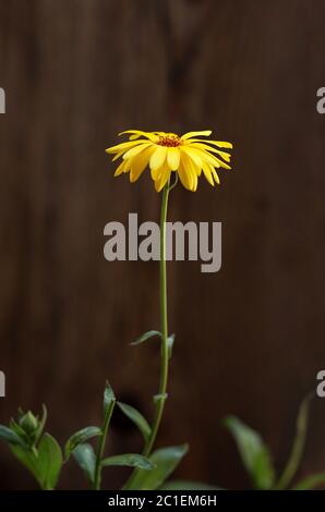 Gelbe Arnikablüte isoliert in einem verschwommenen Hintergrund. Stockfoto