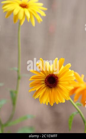 Gelbe Arnikablüte isoliert in einem verschwommenen Hintergrund. Stockfoto