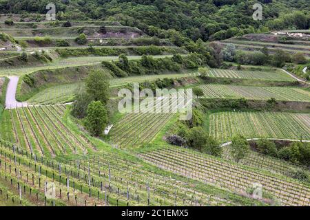 Weinterrassen im kaiserlichen Stuhl bei Bickensohl Stockfoto