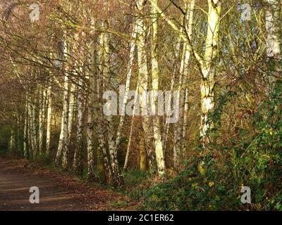 Eine Reihe von silbernen Birkenstämmen im Sonnenlicht neben einer Spur Stockfoto