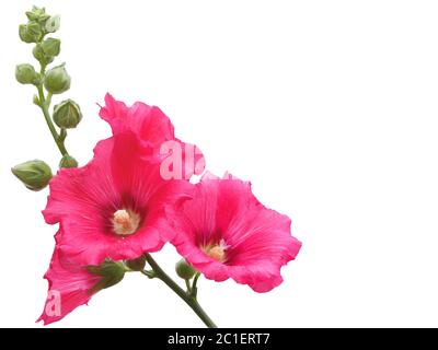 Leuchtend rosa Hollyhocks Blüten, isoliert auf weißem Hintergrund. Stockfoto