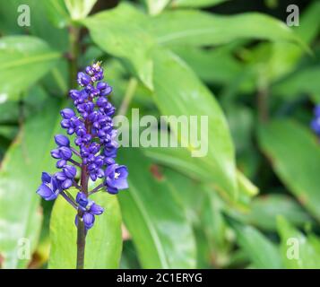 Blaue lebendige Farbe Blume von Dechorisandra Thrysiflora oder Blue Ginger. Stockfoto