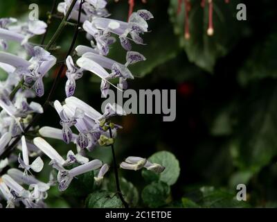 Plectranthus 'Mona Lavender' Blumen, andere Namen, Lavendelsporn Blume, schwedischer Efeu, Mona Lavender . Helle Lavendelblüten gestrichelt mit dunklem pur. Stockfoto