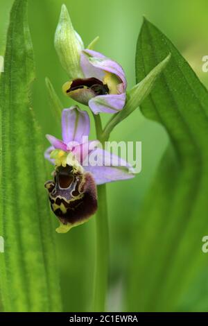 Blüten der hummel Ragwurz ophrys holoserica im Liliental am kaiserlichen Stuhl Stockfoto