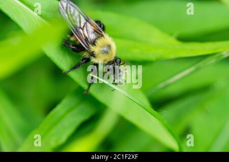 Biene wie Räuber Fliegen Sie mit Beute im Frühling Stockfoto