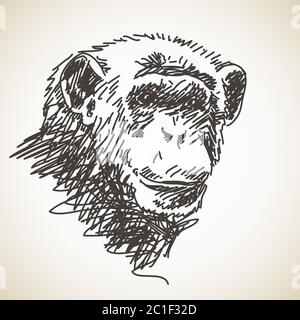 Skizze des Schimpansenkopfes, handgezeichnete Vektorgrafik Stock Vektor