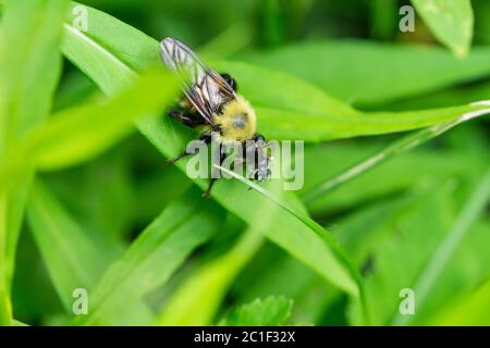 Biene wie Räuber Fliegen Sie mit Beute im Frühling Stockfoto