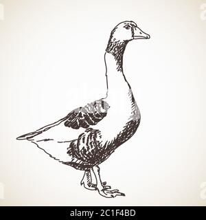 Goose Vector Sketch handgezeichnete Illustration Stock Vektor