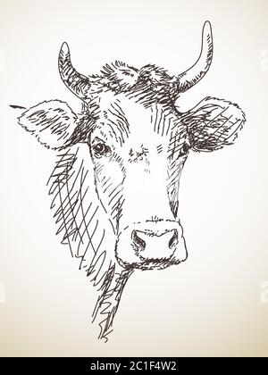 Skizze des Kuhkopfes, isolierte Vektorgrafik, handgezeichnet Stock Vektor
