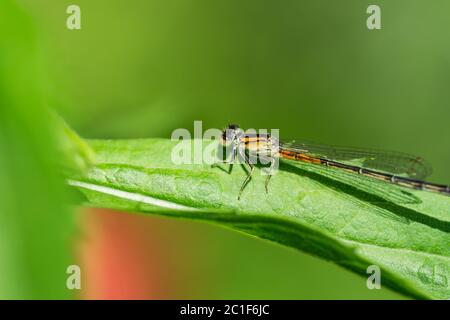 Ostgabelschwanz Damselfly im Frühling Stockfoto