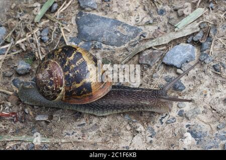 Gartenschnecke voll ausgestreckt Kreuzung hellen Schlamm und kleine graue Steine Stockfoto