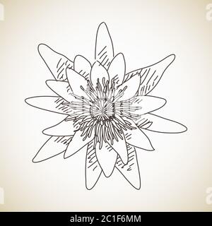 Skizze des Blumentos, handgezeichnete Vektor-Illustration Stock Vektor