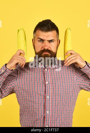 Guy zeigt seine Ernte. Landwirtschaft und Herbstpflanzen Konzept. Mann mit Bart hält Maiskolben isoliert auf gelbem Hintergrund. Bauer mit ernster Gesichts hält gelbe Hühneraugen nahe dem Gesicht Stockfoto