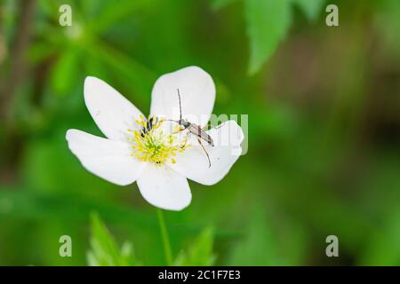 Blume Longhorn Käfer auf Wiese Anemone Blume Stockfoto