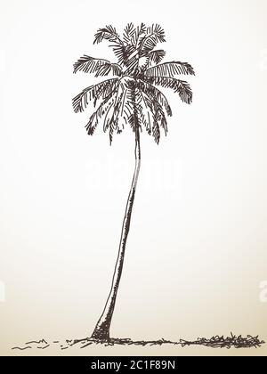 Skizze von Palme, handgezeichnete Illustration, Vektor Stock Vektor