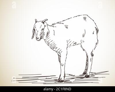 Skizze der Ziege, handgezeichnete Illustration Stock Vektor