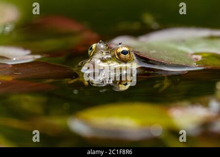 Selektiver Fokus des iberischen grünen Frosches (Pelophylax perezi), zwischen Lilienpads. Spanien Stockfoto