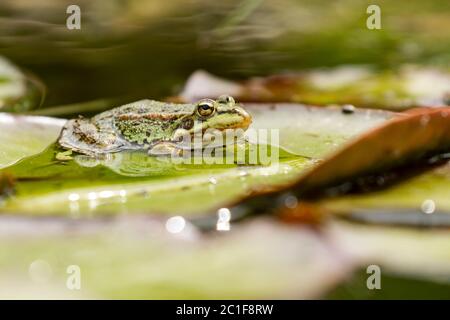 Iberischer grüner Frosch (Pelophylax perezi), zwischen Seerosenpads. Spanien Stockfoto