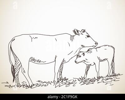 Skizze von Kuh und Kalb, handgezeichnete Vektorgrafik Stock Vektor