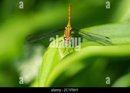 Meadowhawk Libelle im Frühling Stockfoto