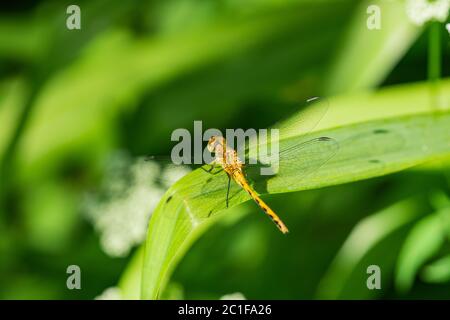 Meadowhawk Libelle im Frühling Stockfoto
