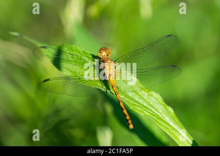 Meadowhawk Libelle im Frühling Stockfoto