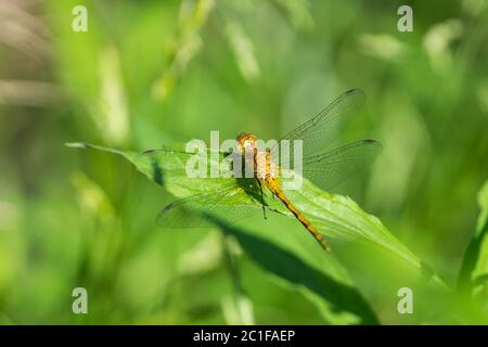 Meadowhawk Libelle im Frühling Stockfoto