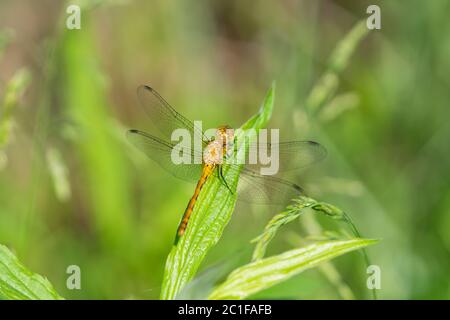 Meadowhawk Libelle im Frühling Stockfoto