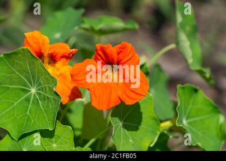 Kapuzinerkresse blüht im Frühling Stockfoto