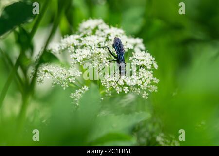 Nearktische Blauschlamm Dauber Wasp im Frühling Stockfoto