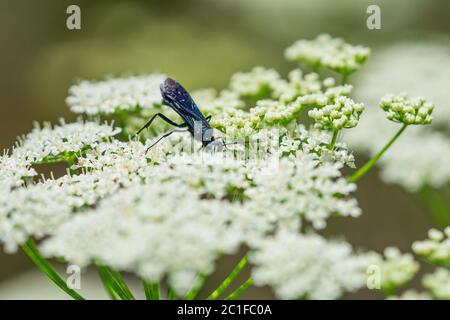 Nearktische Blauschlamm Dauber Wasp im Frühling Stockfoto