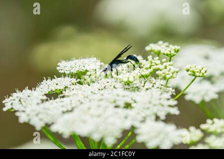 Nearktische Blauschlamm Dauber Wasp im Frühling Stockfoto