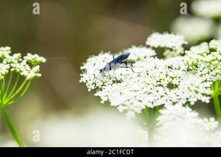 Nearktische Blauschlamm Dauber Wasp im Frühling Stockfoto