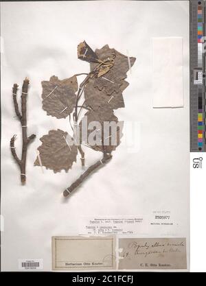 Populus canescens Aiton LB SM Populus canescens Aiton LB SM. Stockfoto