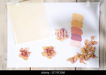 Eine Farbpalette mit Proben von Blumen, die von einer getrockneten Feldpflanze genommen wurden, wobei der Schatten eines Blattzweiges von oben fällt. Auf weißem Hintergrund. Kom Stockfoto
