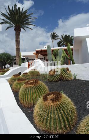 Kakteen im Vorgarten, Lanzarote Stockfoto