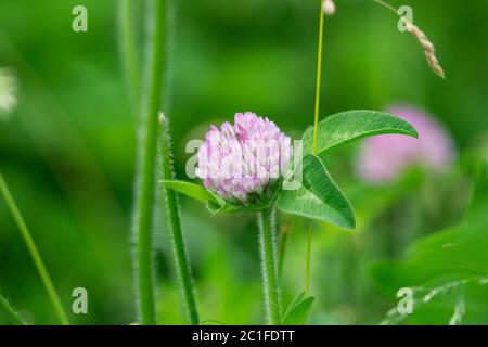 Rotklee Blüten im Frühling Stockfoto
