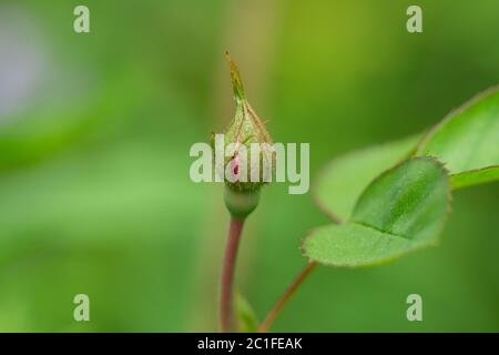 Rose Flower Bud im Frühling Stockfoto