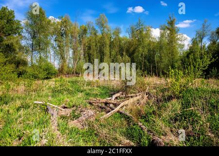 Panoramablick Feuchtgebiete Waldwiesen des Lawice Kielpinskie Naturschutzgebiet an der Weichsel in der Nähe von Lomianki Stadt nördlich von Warschau im Zentrum Mazovi Stockfoto