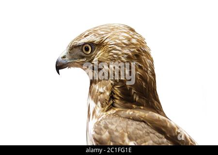 Jungvogel Rotschwanzhawk oder Buteo jamaicensis Kopf isoliert auf weiß Stockfoto
