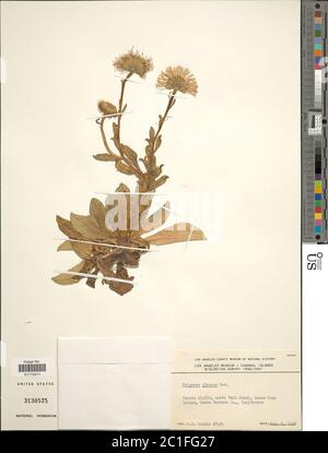 Erigeron glaucus Ker Gawl Erigeron glaucus Ker Gawl. Stockfoto