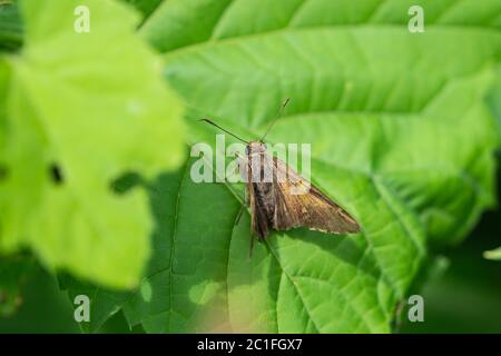 Silber gepunkteter Skipper Schmetterling im Frühling Stockfoto