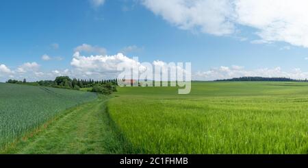 Wiesenweg durch grüne Getreidefelder in ländlicher Landschaft mit einer Scheune Stockfoto