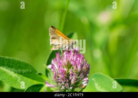 Tawny kantig Skipper Fütterung auf Red Clover Blumen Stockfoto