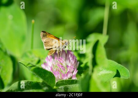 Tawny kantig Skipper Fütterung auf Red Clover Blumen Stockfoto