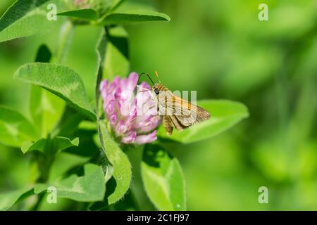 Tawny kantig Skipper Fütterung auf Red Clover Blumen Stockfoto